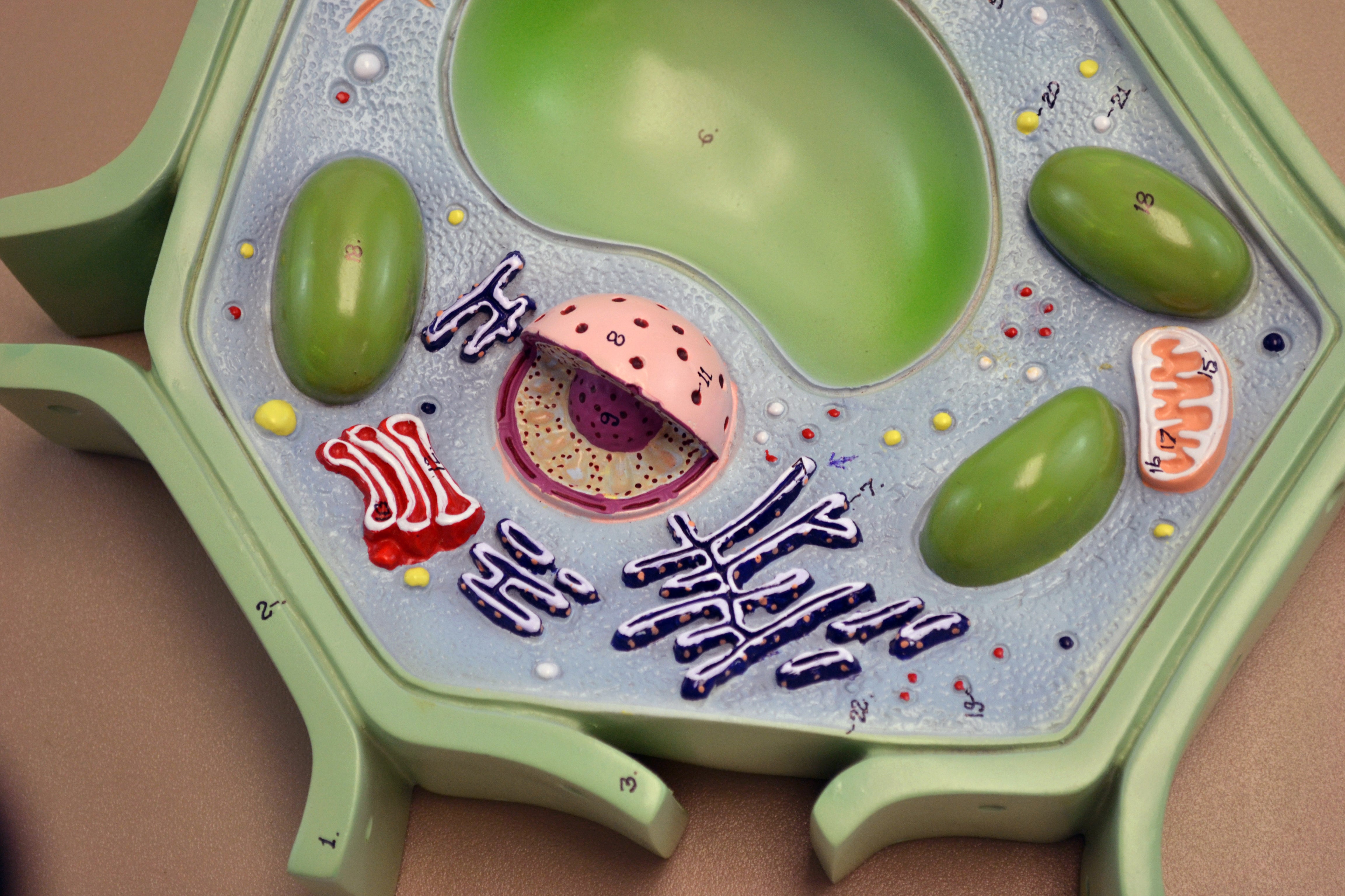 Plant Cell Model on Base, 11.5 x 10 x 2"