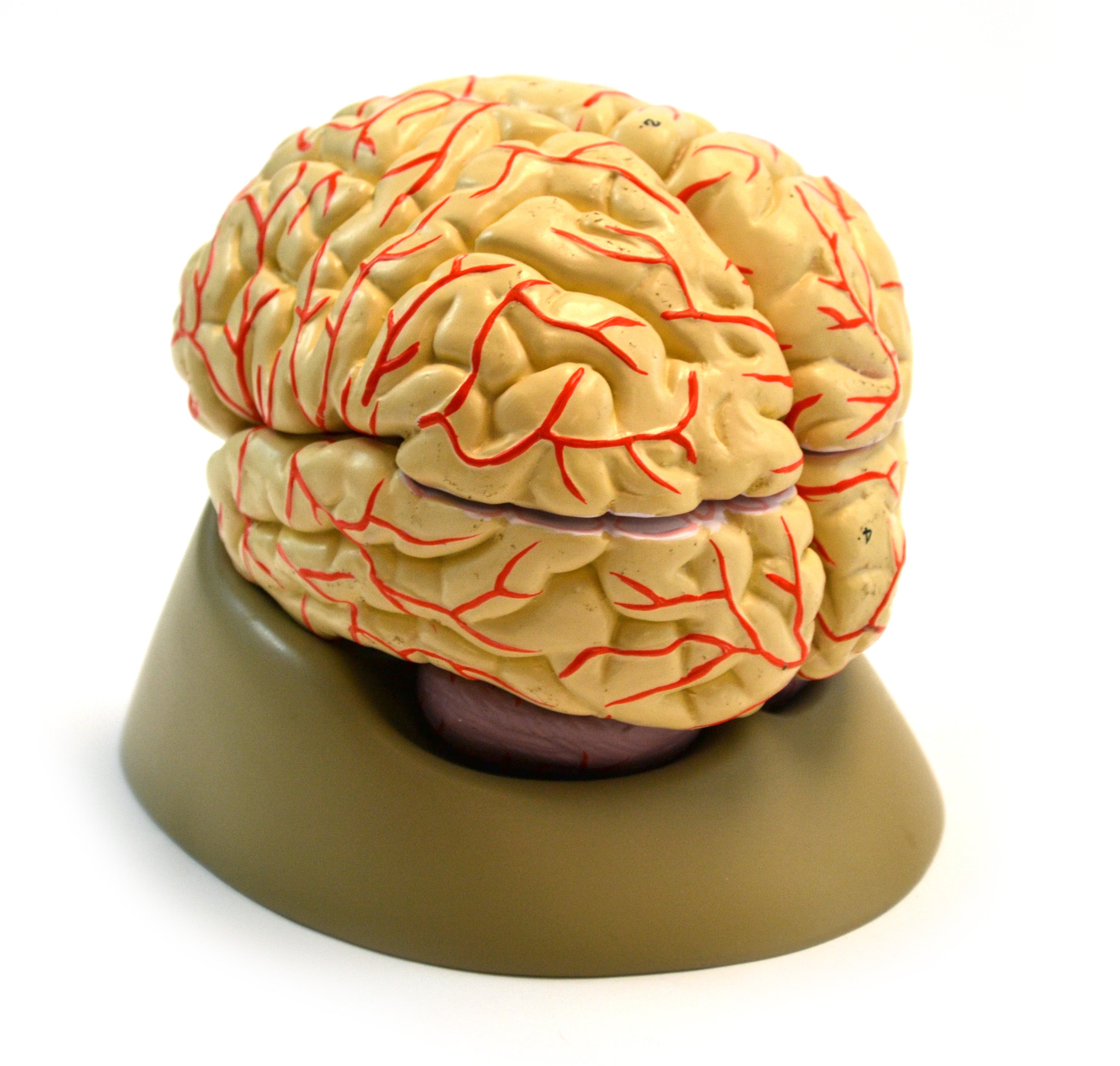 Life-Size Human Brain Model with Arteries, 8-Part with Stand