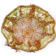 Tilia (Basswood) Root Cross Section Prepared Microscope Slide