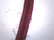 Grass Root Wholemount Prepared Microscope Slide