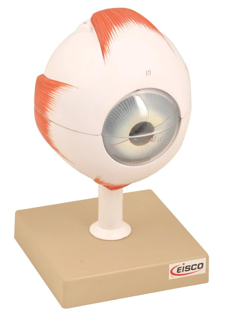 6-Part Human Eye Model, 5X Life Size, Hand-Painted