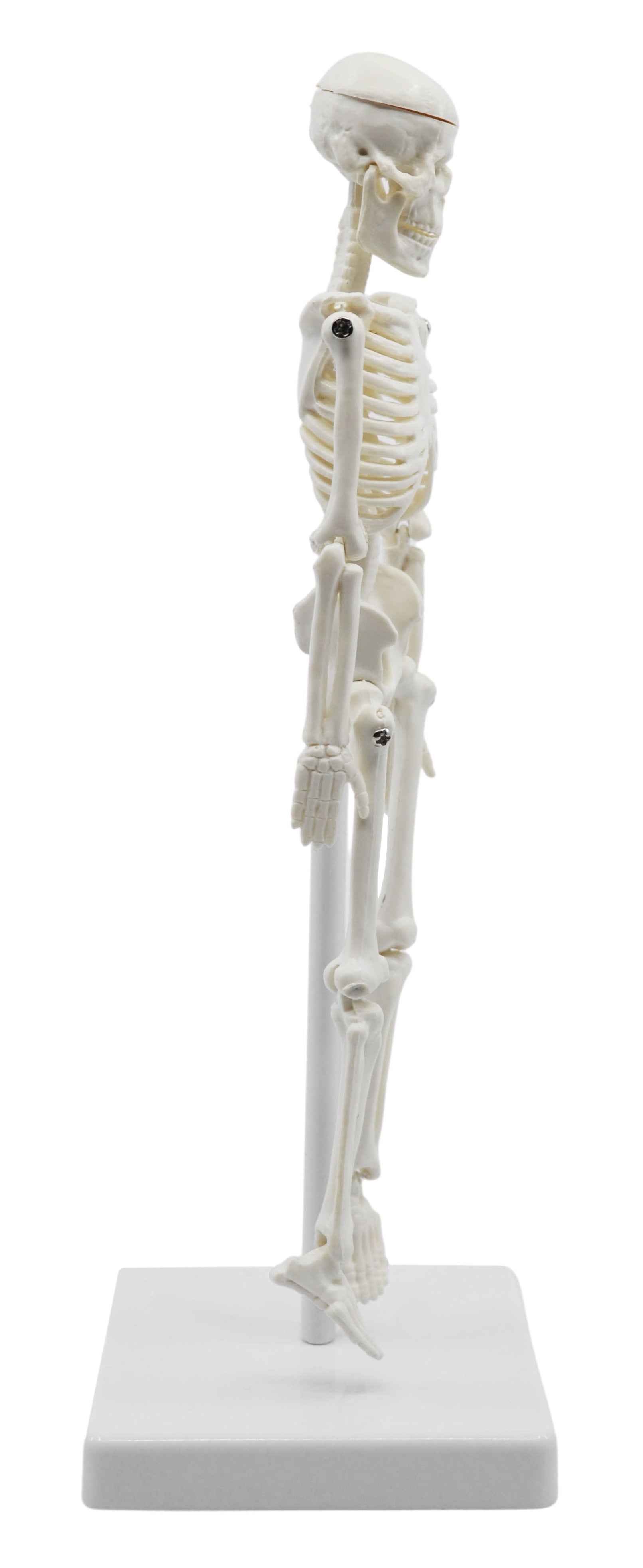 Miniature Articulated Human Skeleton, 8" with Stand