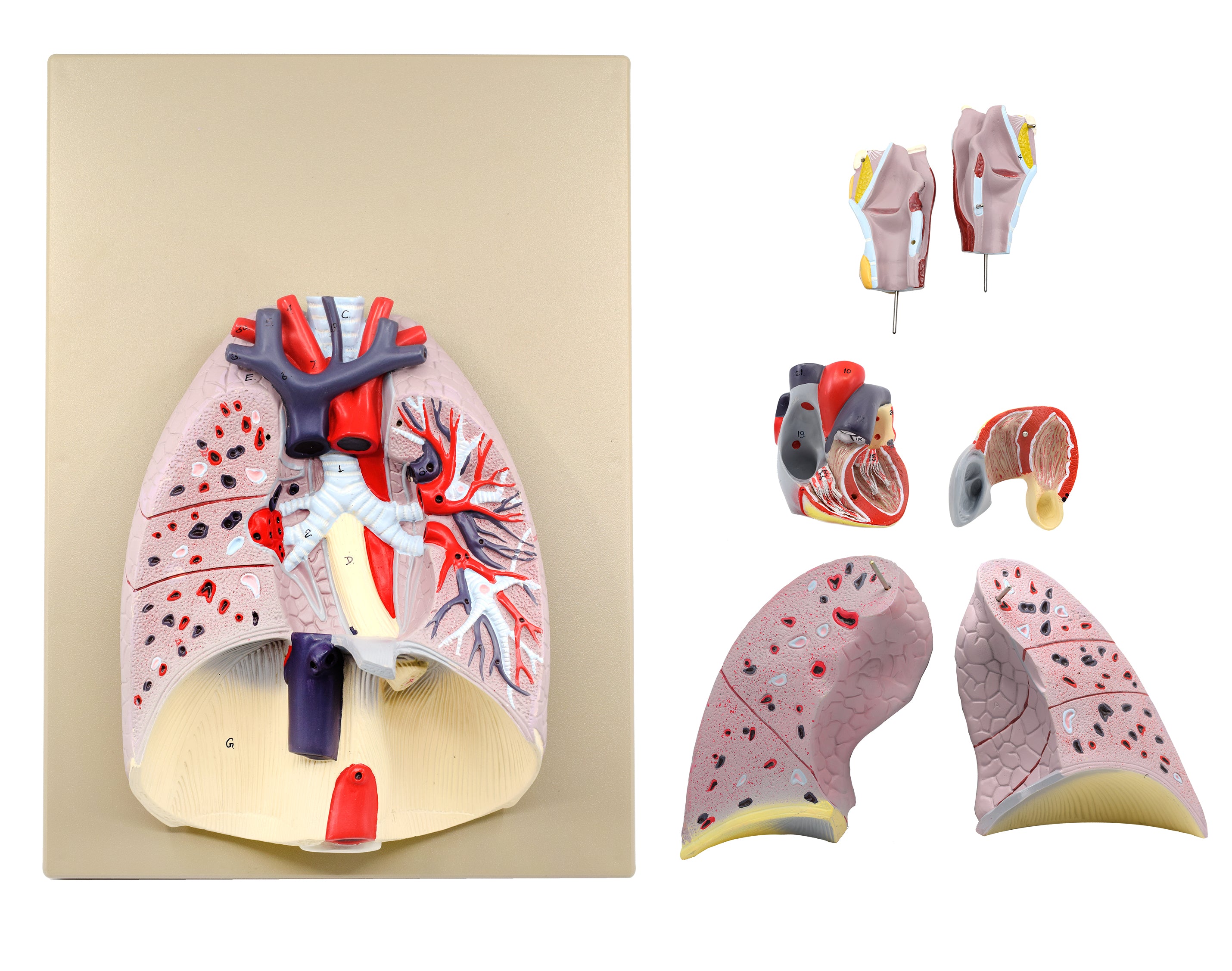 Advanced Life-Size Heart and Lungs Model, Hand-Painted, 7-Part