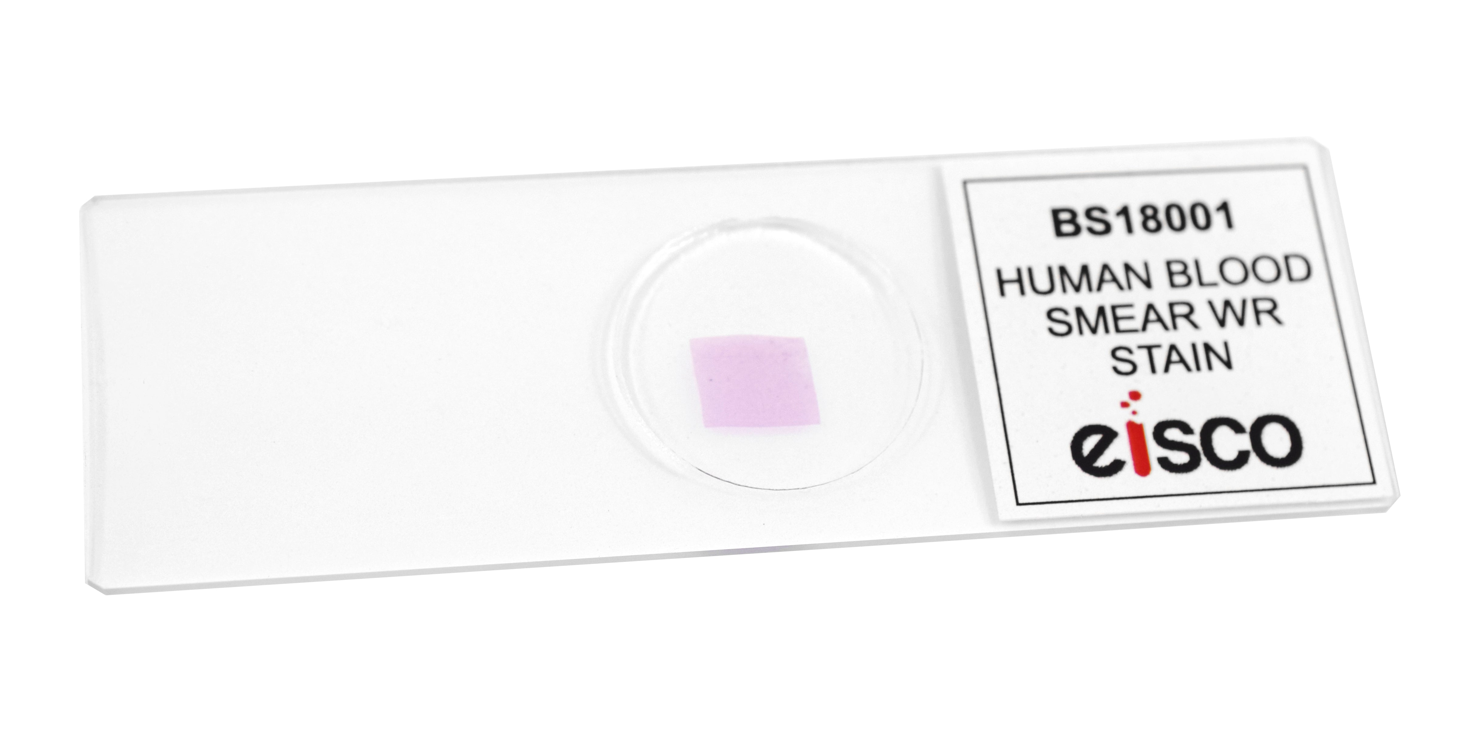 Fly Leg Wholemount Prepared Microscope Slide