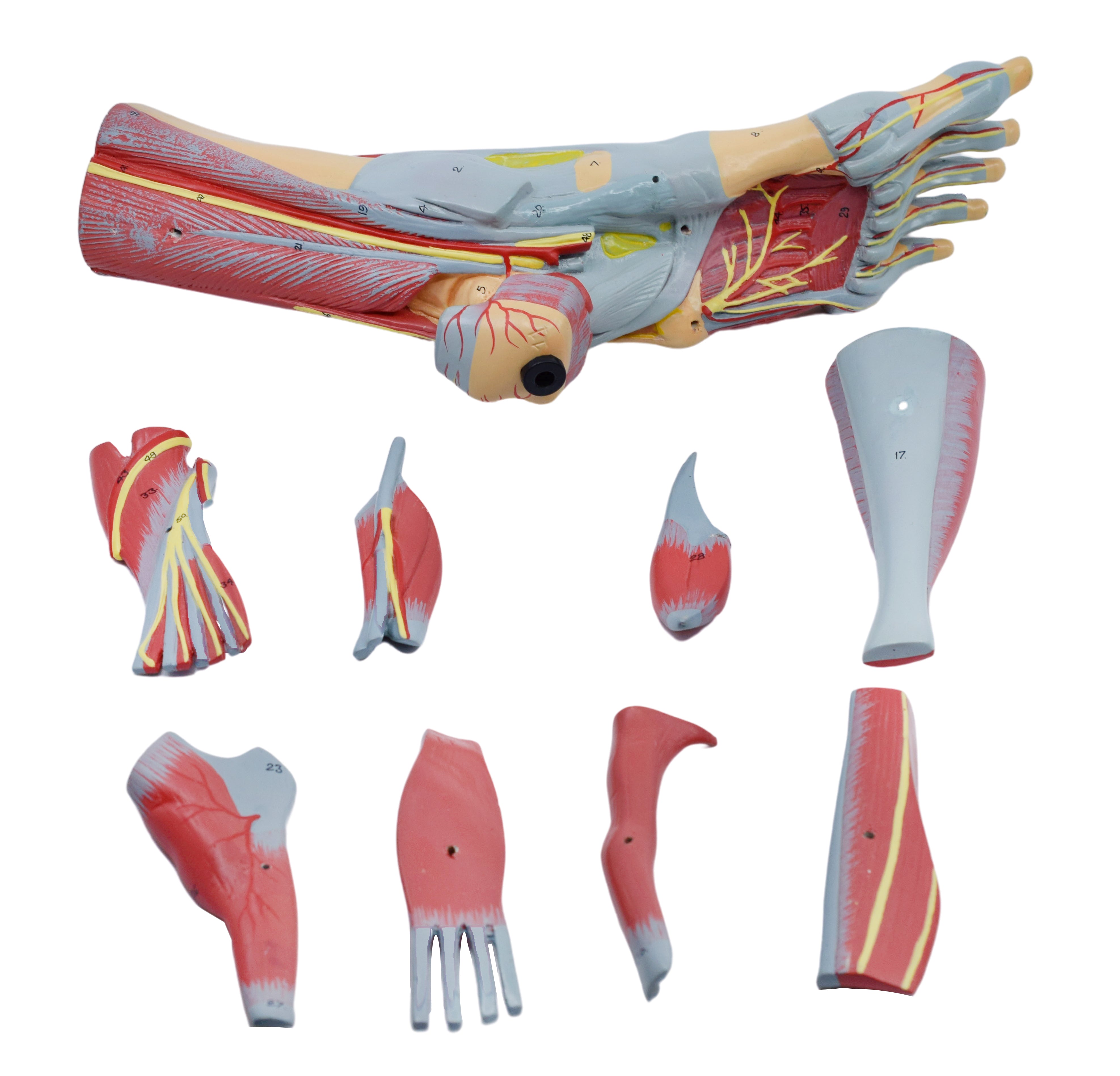 Left Foot and Ankle Muscle and Ligaments Model, Life Size, 8-Part with Mount