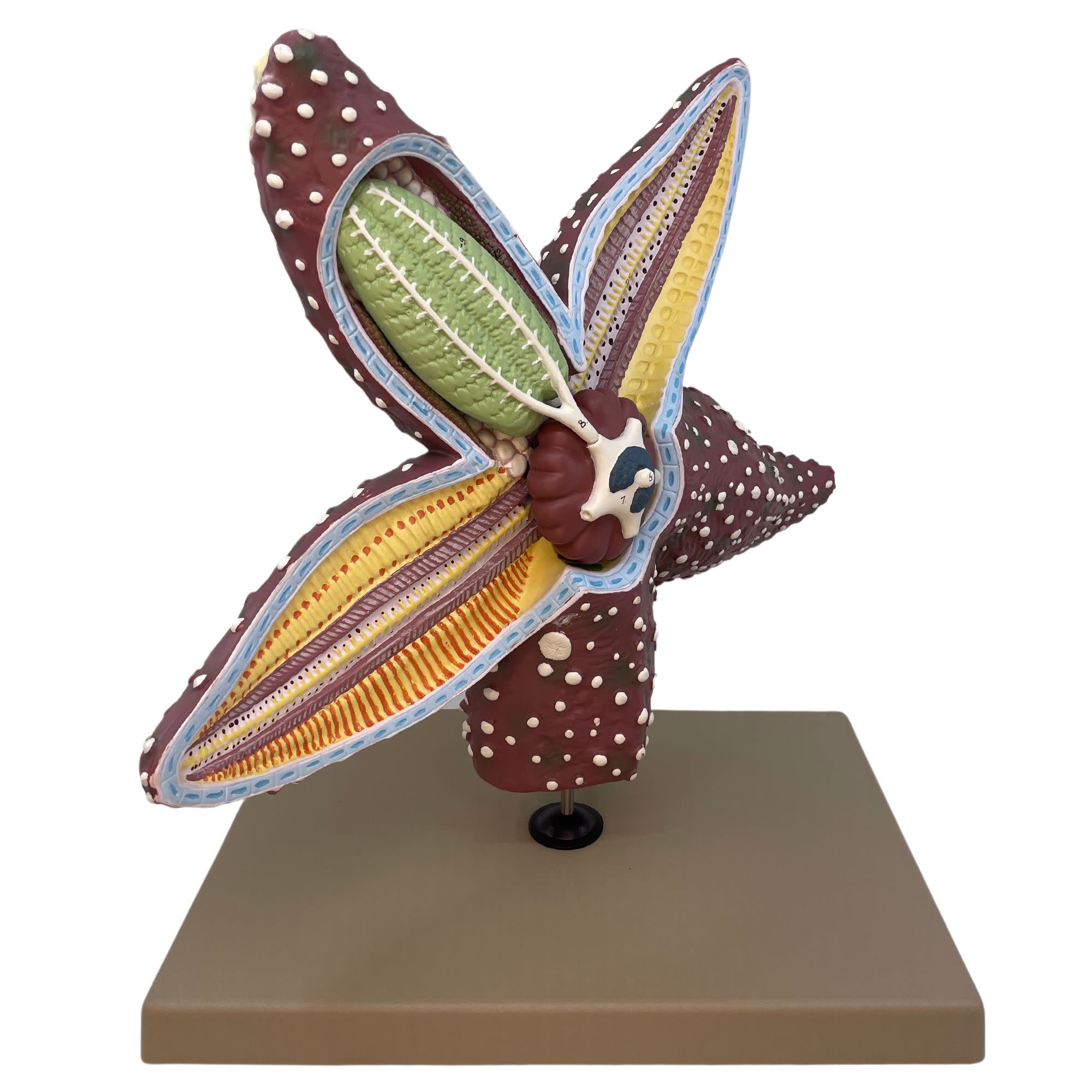 4x Life-Size Starfish Anatomy Anatomical Model
