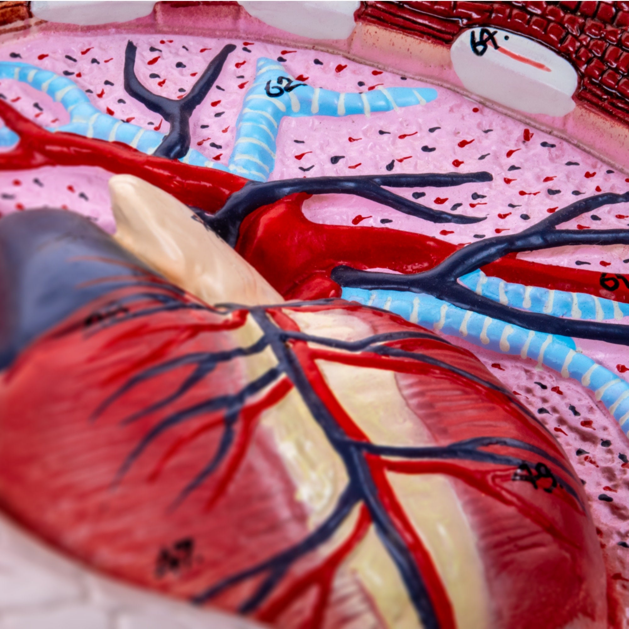 Human Respiratory System Anatomical Model on Wooden Board, Hand-Painted
