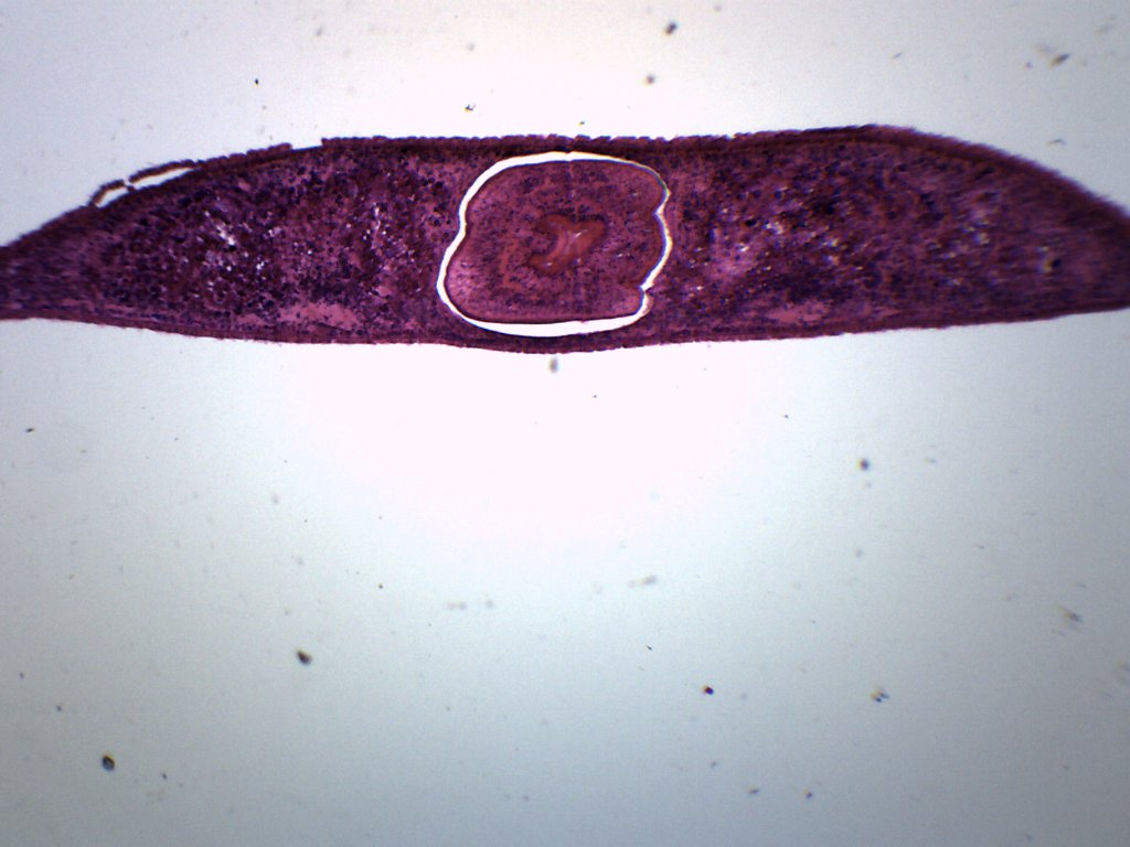 Planaria 3-Region Cross-Section Prepared Microscope Slide