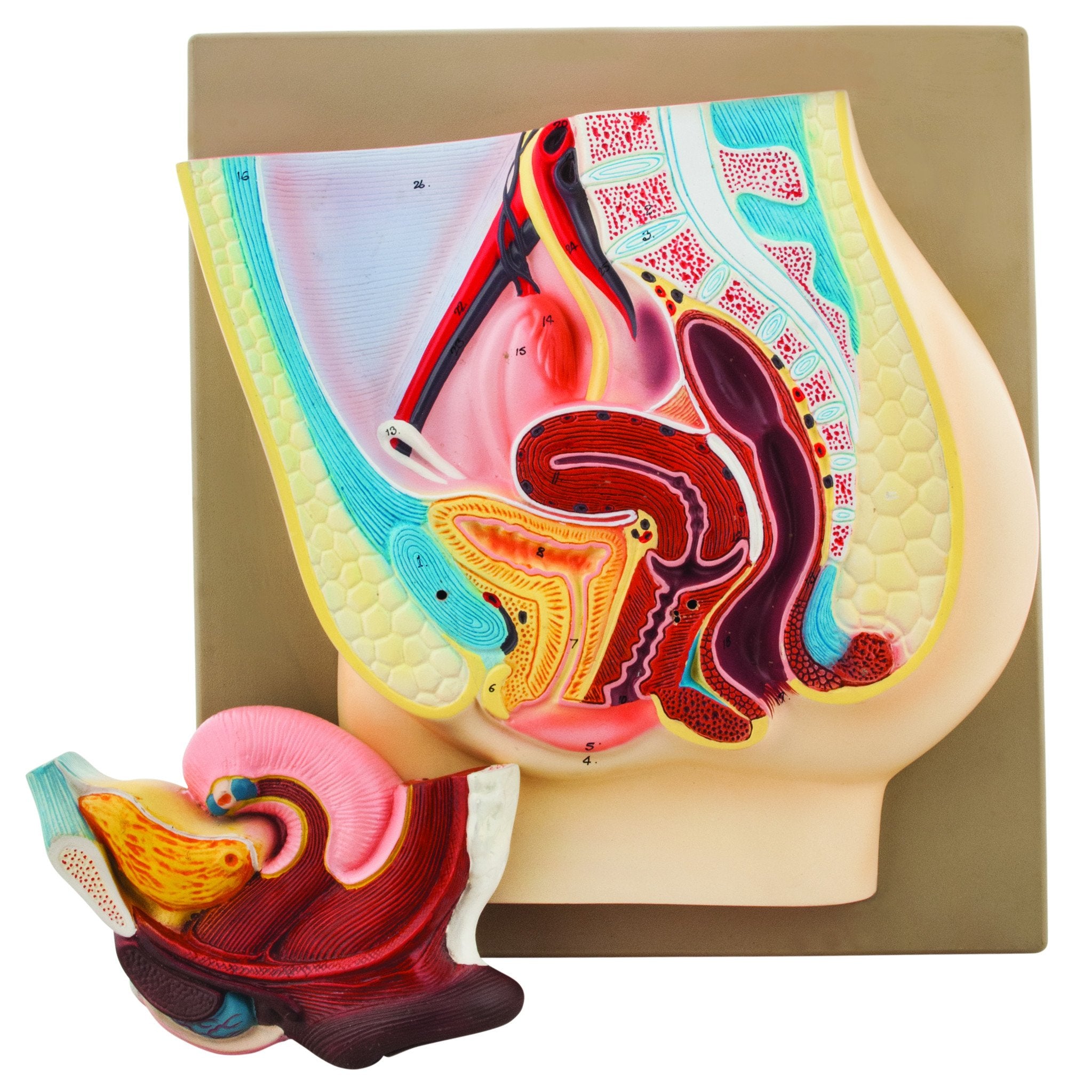 Female Pelvis Model with Removable Bladder and Rectum, 14"