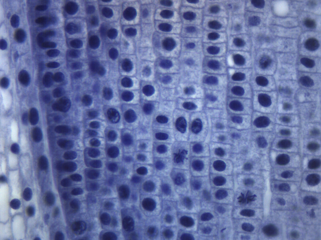 Allium Root Tip Longitudinal Section Prepared Microscope Slide