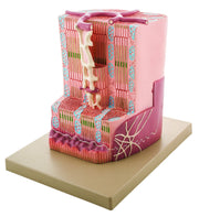 Premium Human Cardiac Muscle Model, 12 x 10 x 9", Greatly Magnified