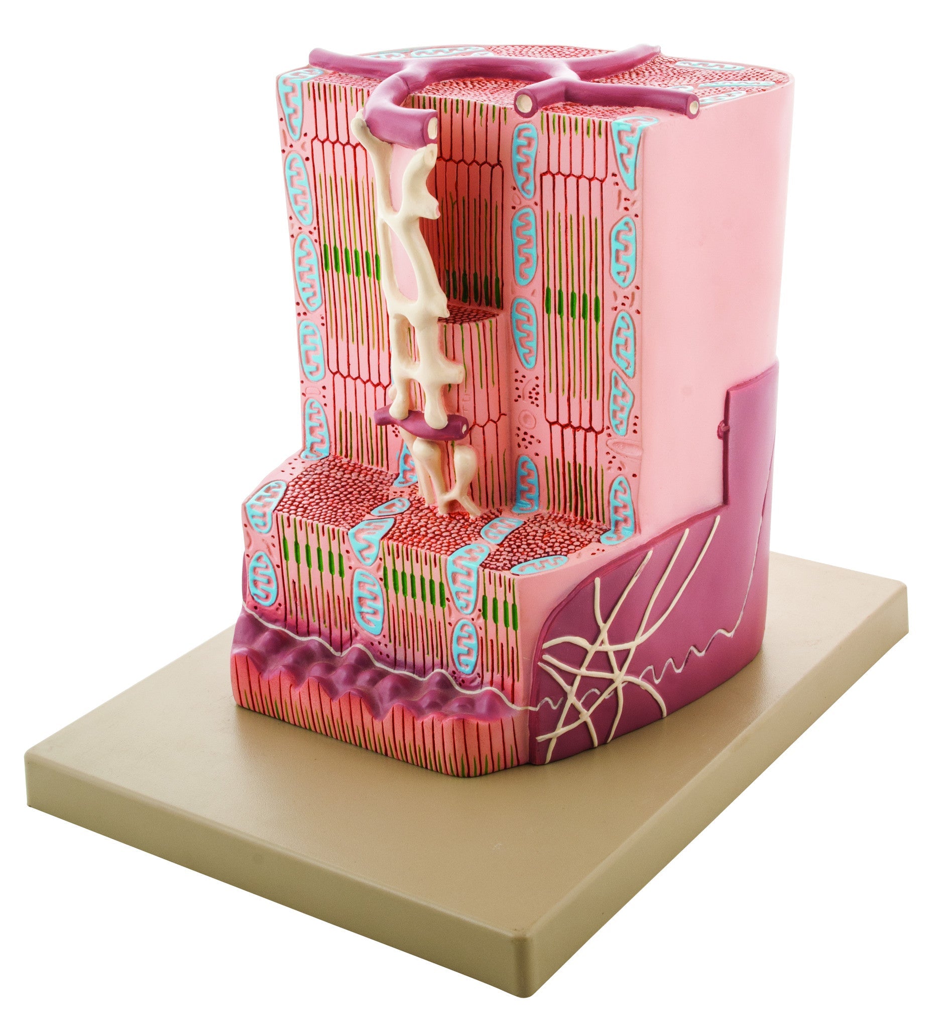 Premium Human Cardiac Muscle Model, 12 x 10 x 9", Greatly Magnified