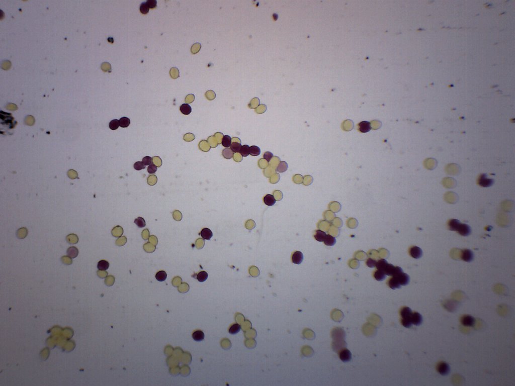 Ascaris Lumbricoides Egg Wholemount Prepared Microscope Slide