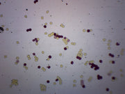 Ascaris Lumbricoides Egg Wholemount Prepared Microscope Slide
