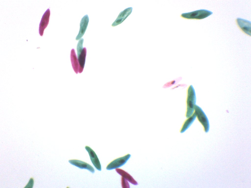Paramecium Whole Mount Prepared Microscope Slide