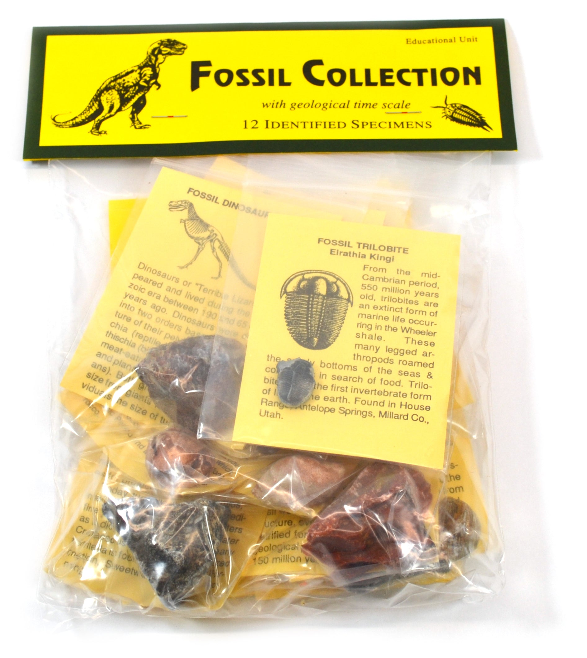12-Piece Deluxe Authentic Fossil Collection with Information Cards
