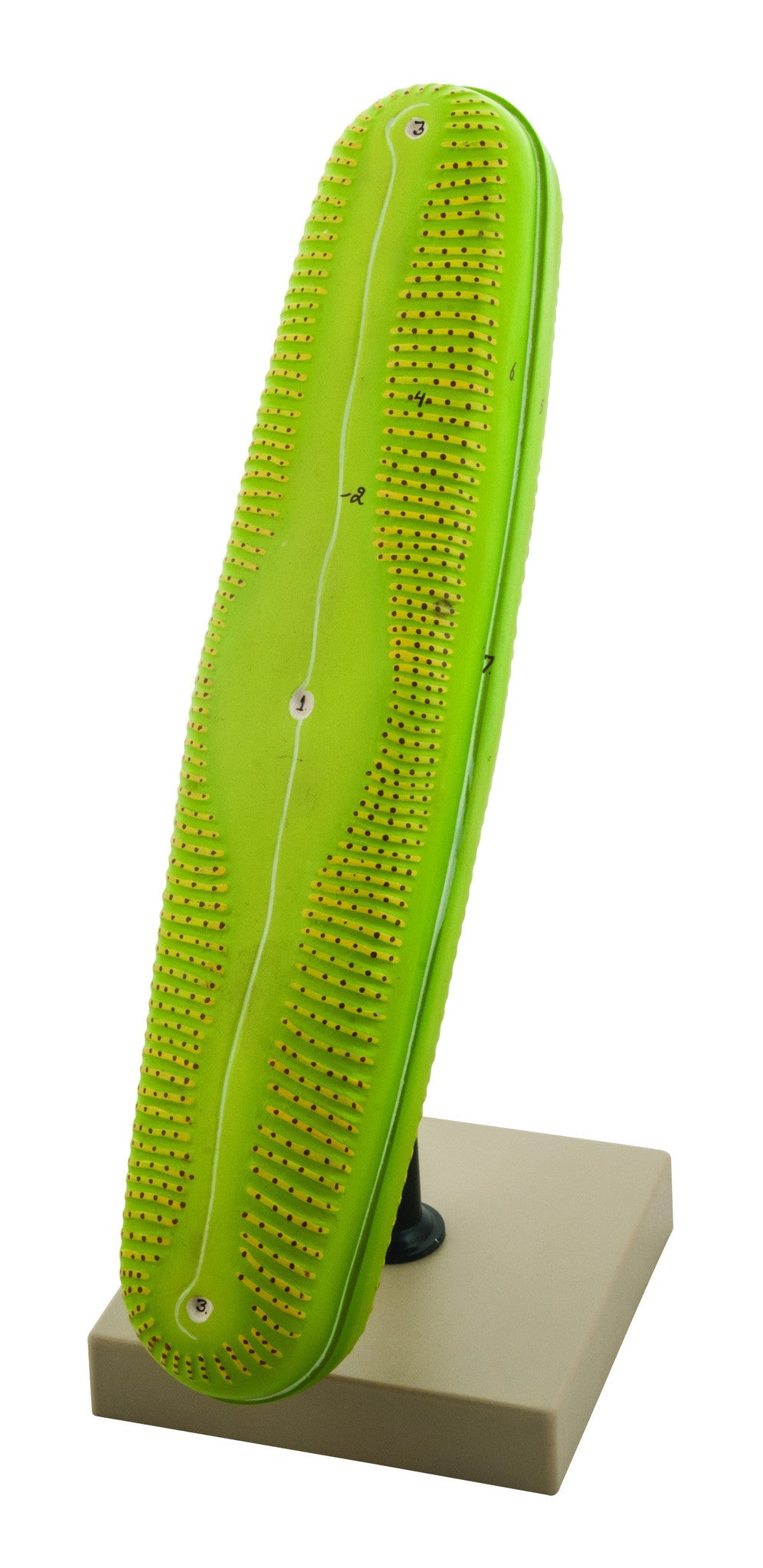 Diatom Model