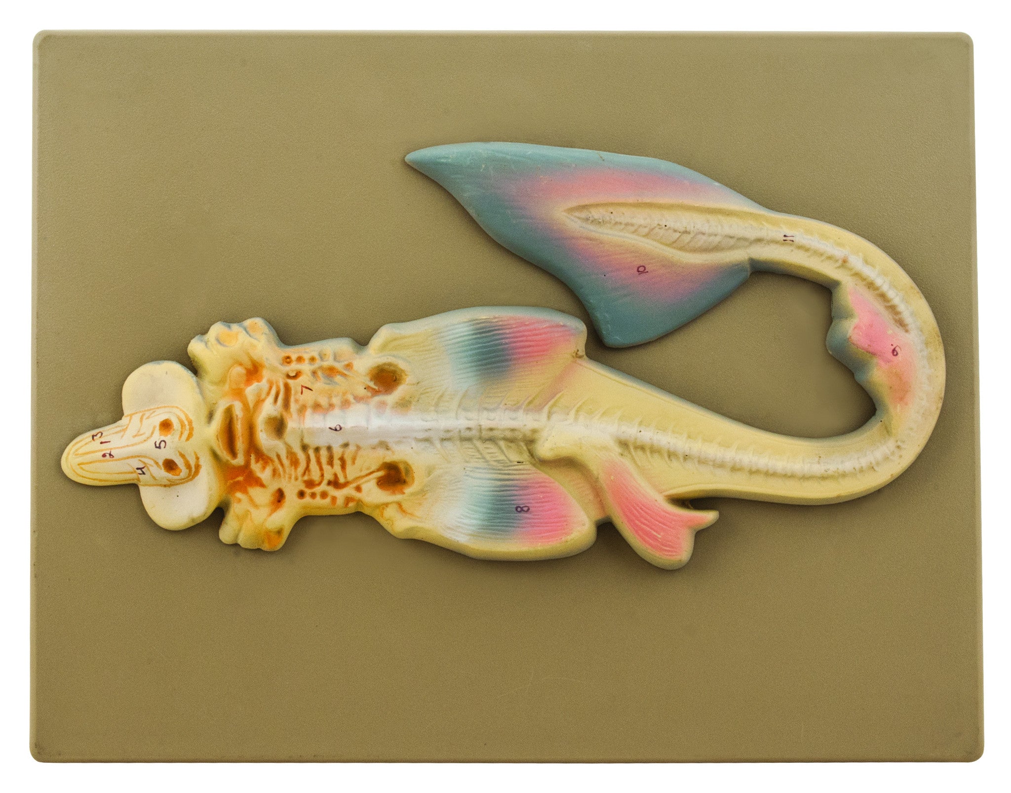 Scoliodon Fish Anatomical Model