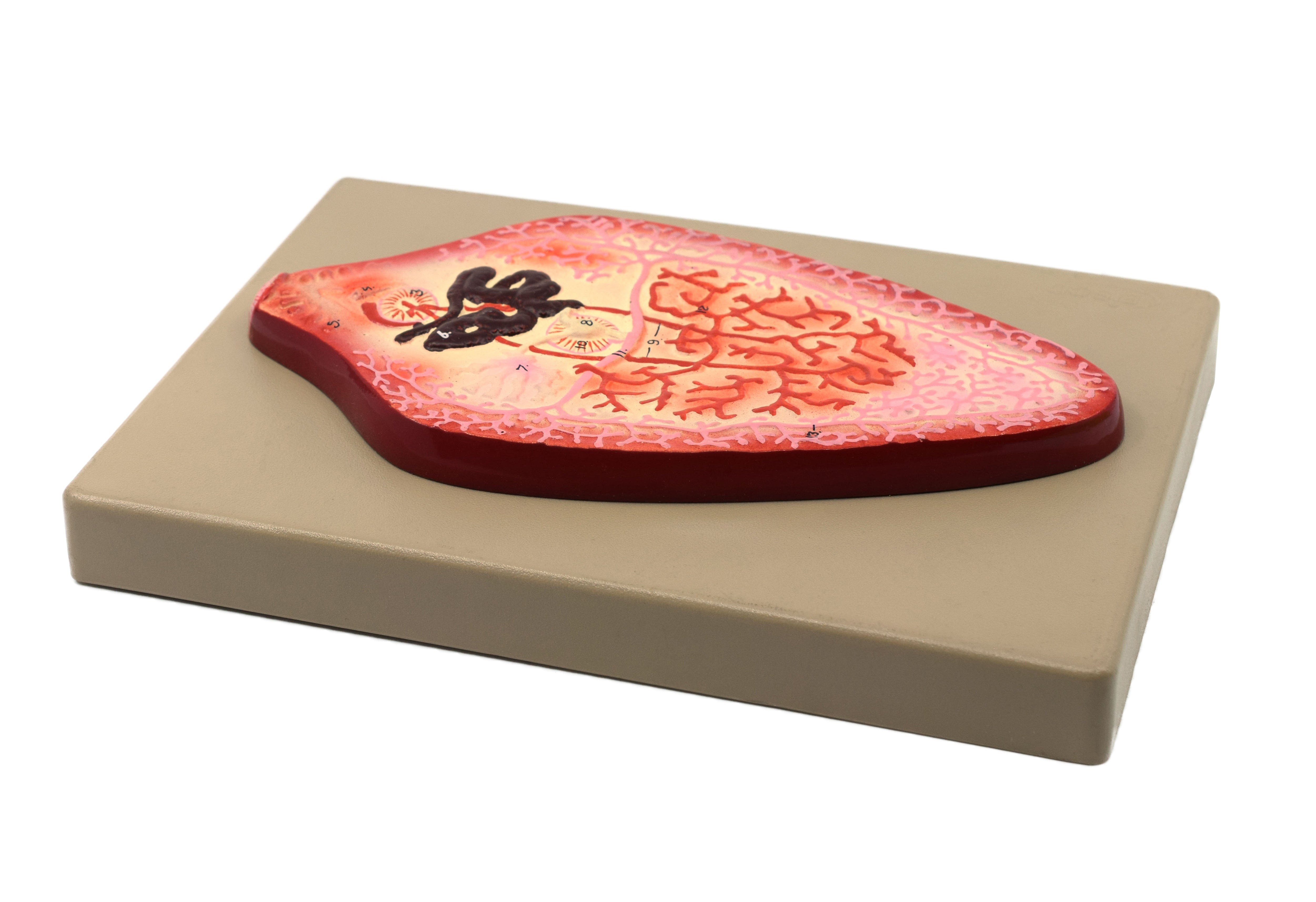 Hand-Painted Liver Fluke Worm Anatomical Model with Numbered Structures, 10 x 7 inch