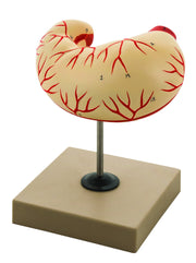 Human Stomach Model, Life Size