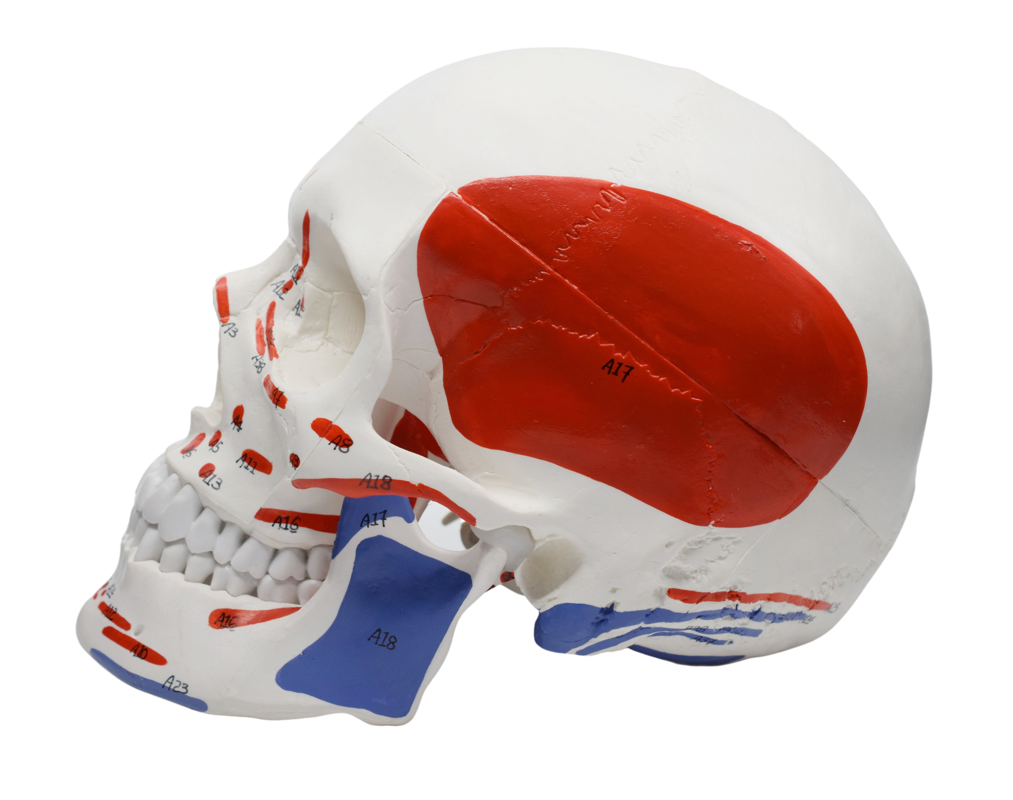 Didactic Colored Human Skull Anatomical Model, 3-Part, Life-Size 9 inch