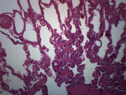 Frog Lung Section Prepared Microscope Slide