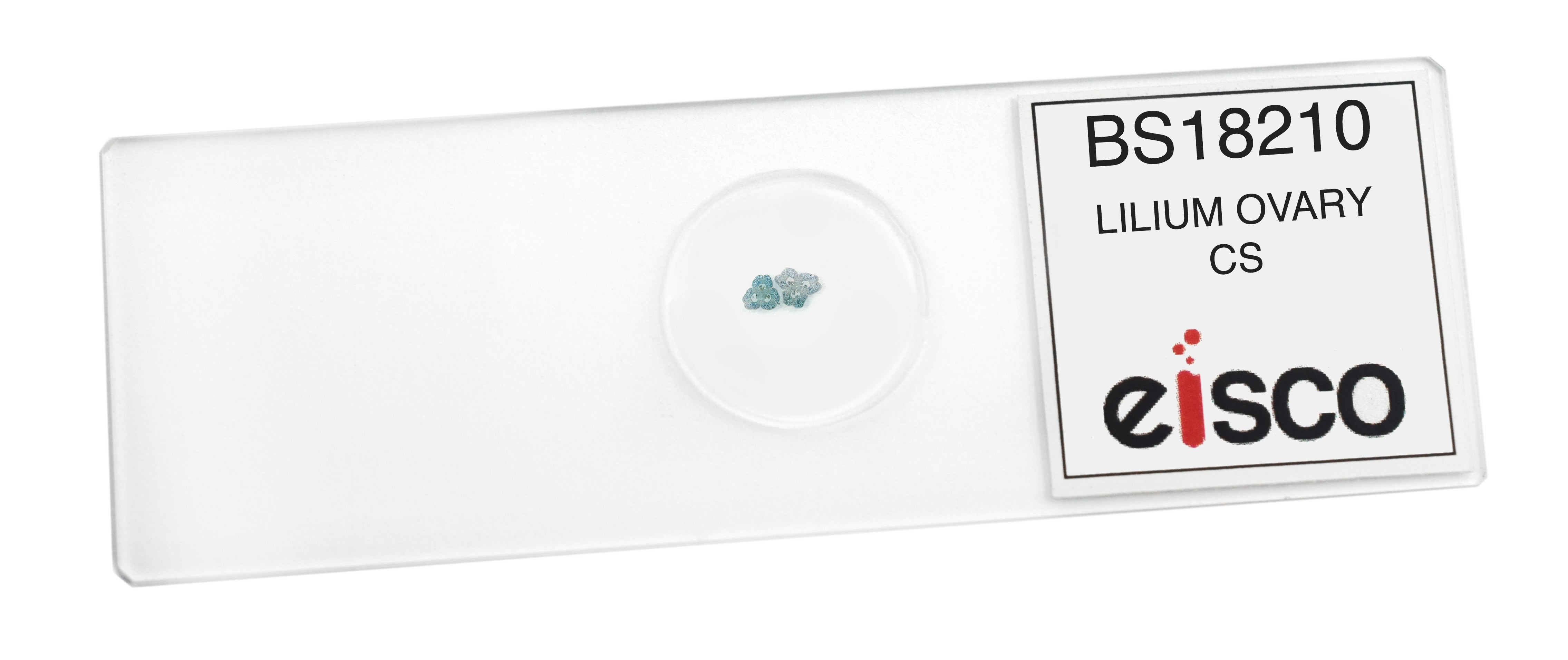 Lilium Ovary Cross-Section Prepared Microscope Slide