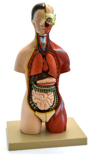 Half-Size Female Adult Human Torso Model with Head and Open Back, 18", 16-Part