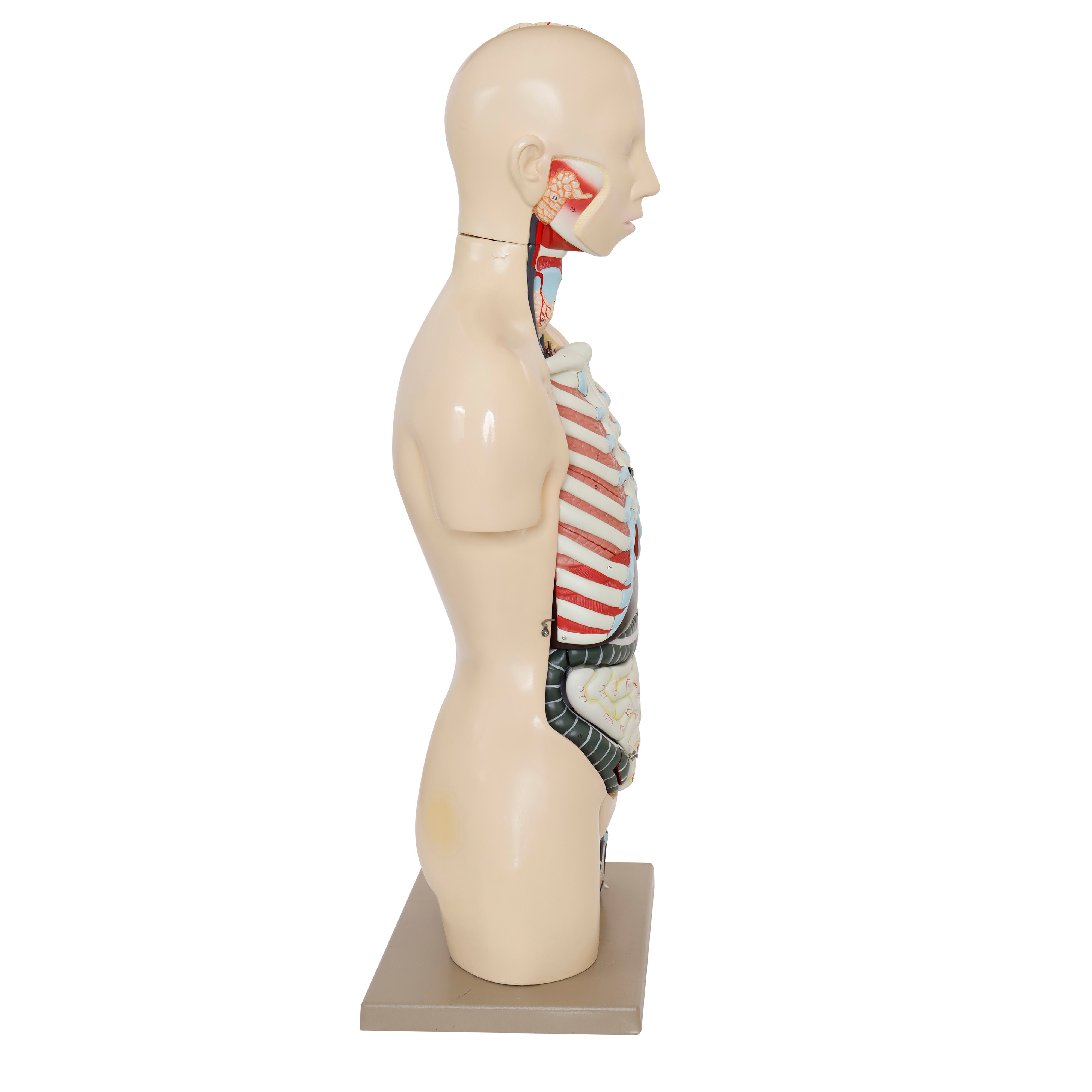 Life-Size Dual-Sex Human Torso Model with Reproductive Organs, 34" Tall, 28-Part