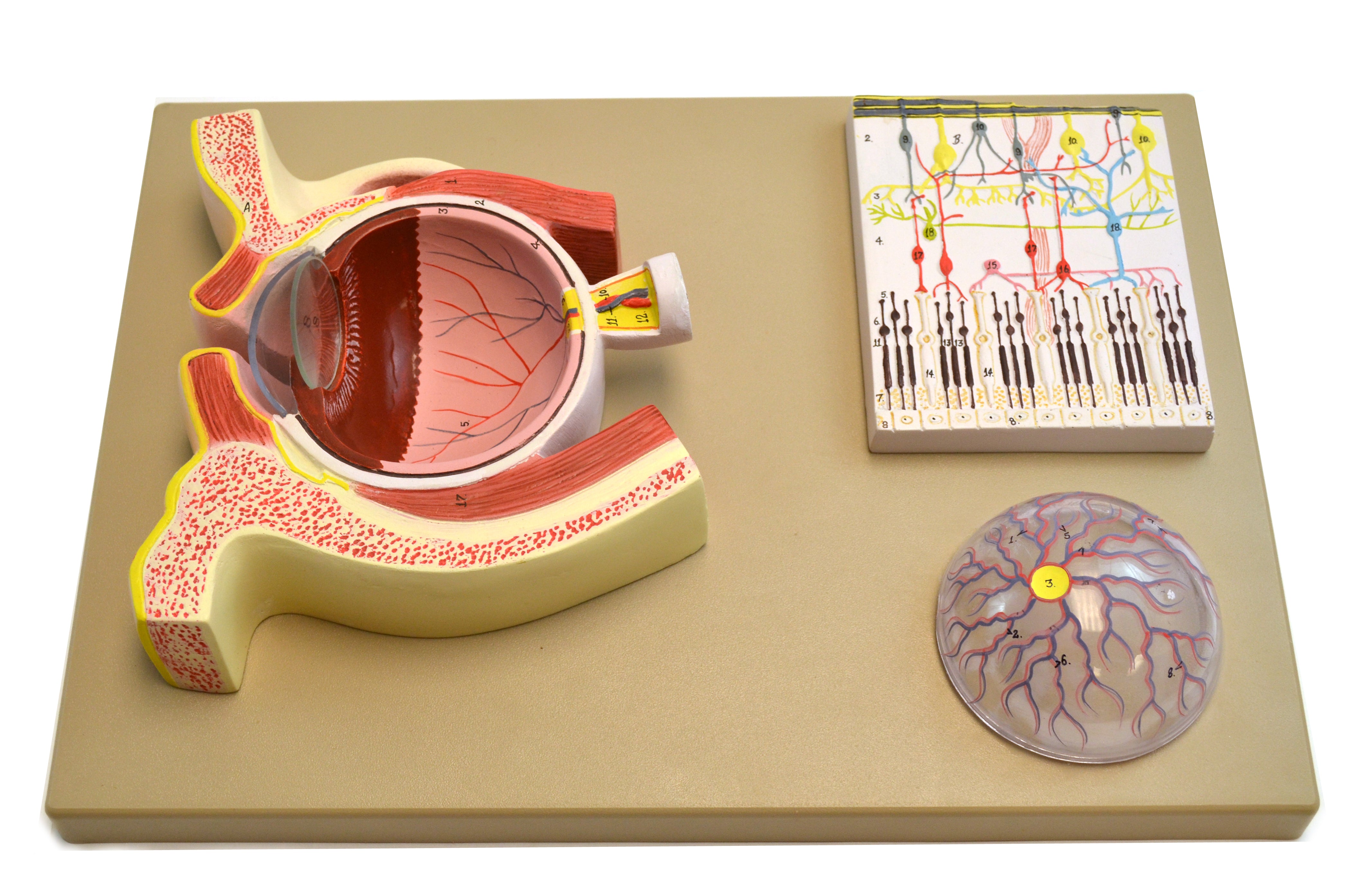 Human Eye Model, 5X Sagittal Cutaway