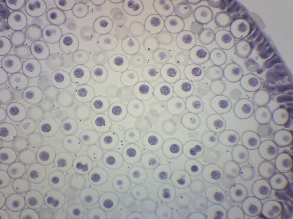 Ascaris and Onion Mitosis Prepared Microscope Slide