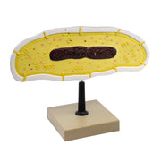 Bacteria Cell Structure Anatomical Model with 10 Labeled Structures on Stand