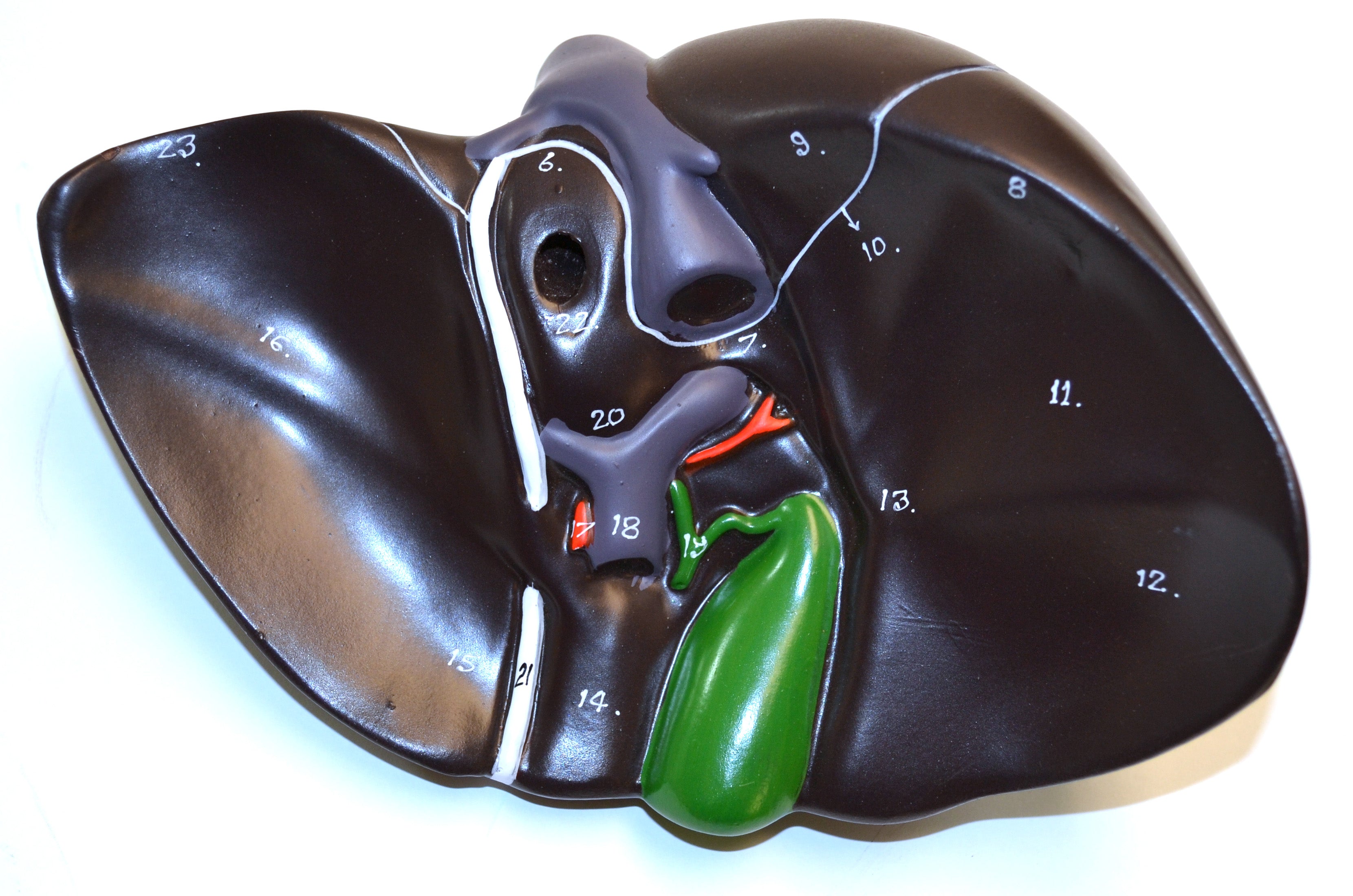 Human Liver Model with Gall Bladder, Half Life Size, 7 x 5"