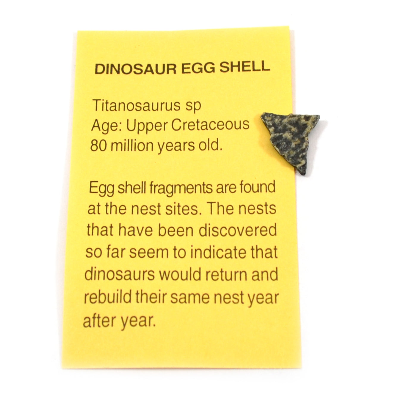 Rare Dinosaur Fossil Pack with Egg, Bone and Dung Fossils and Information Cards