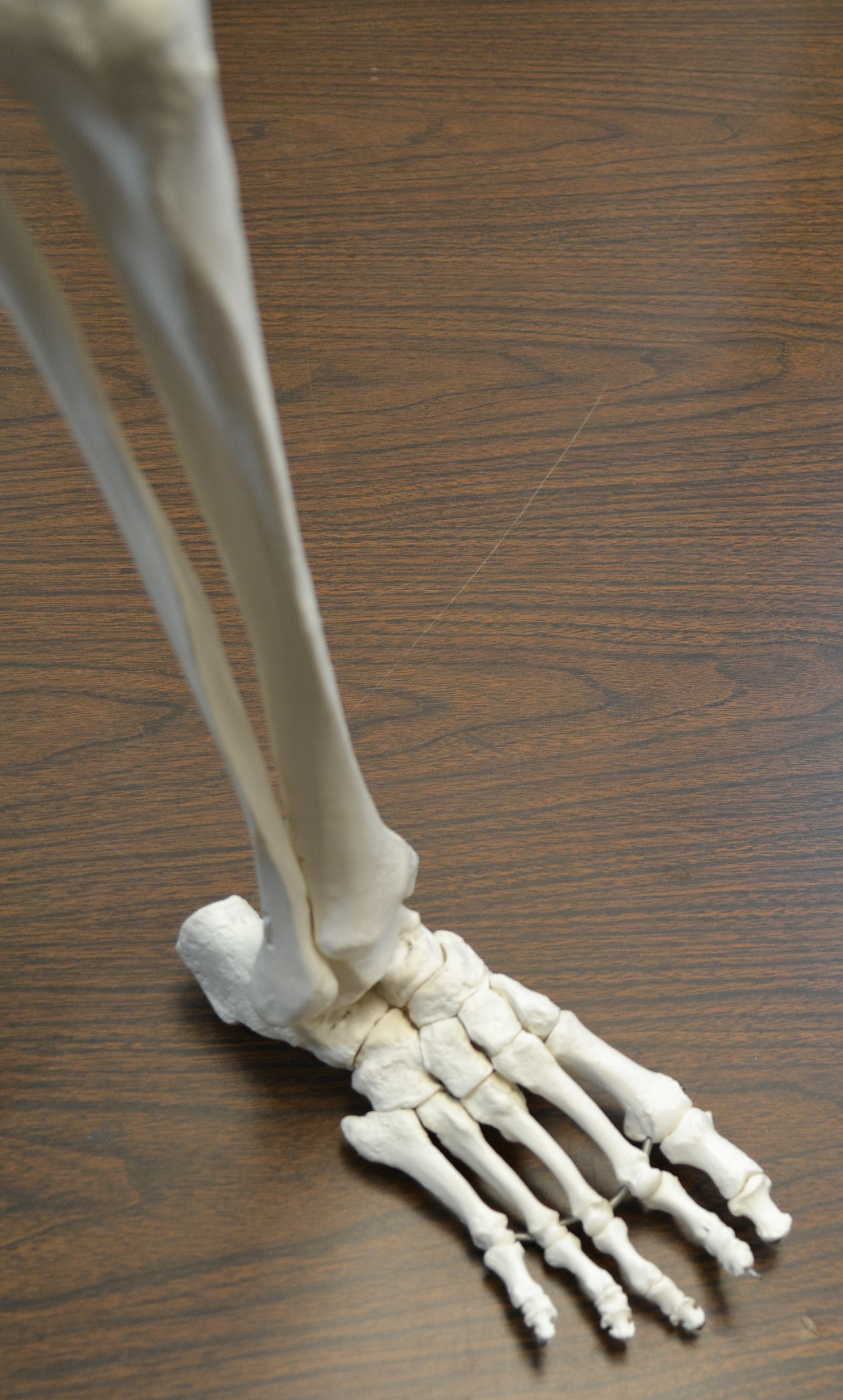 Life-Size Anatomical Bone Leg with Foot Model