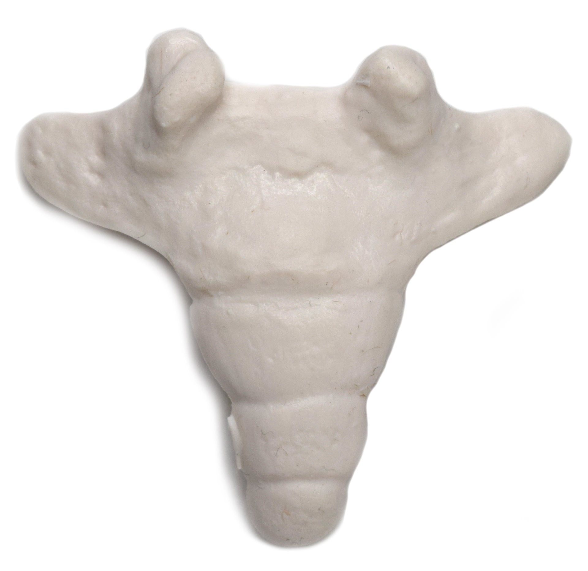 Human Coccyx Tailbone Anatomical Model
