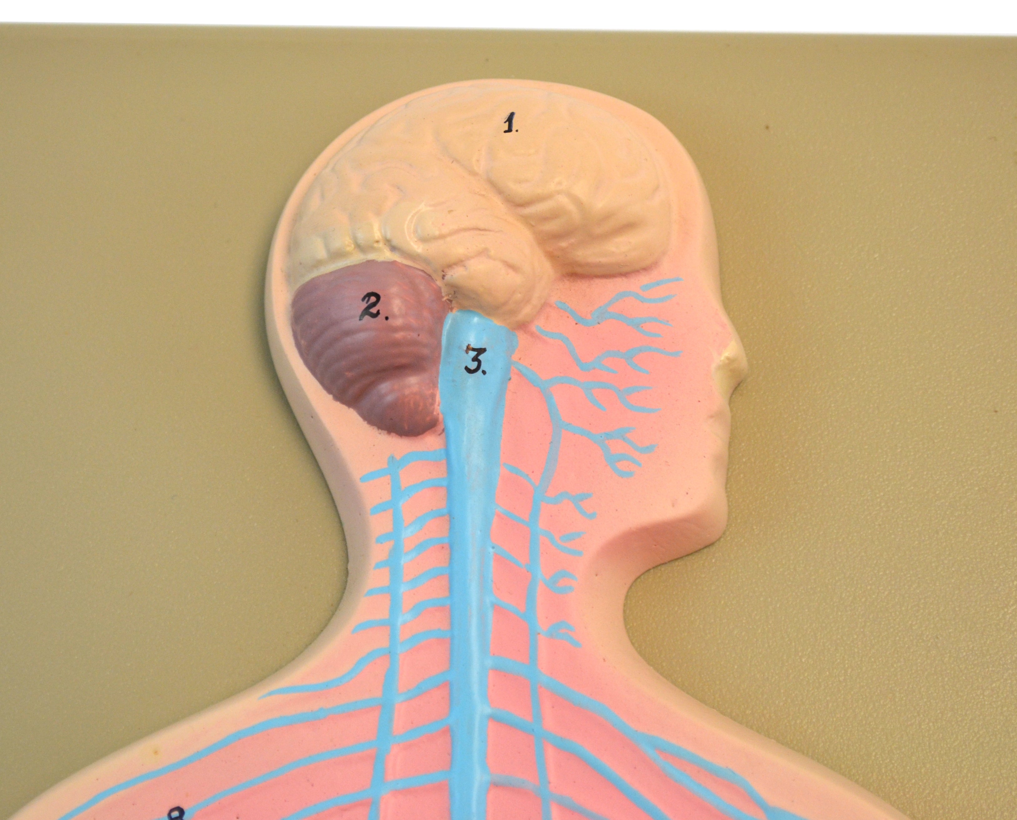 Human Nervous System Model on 18 x 8" Board