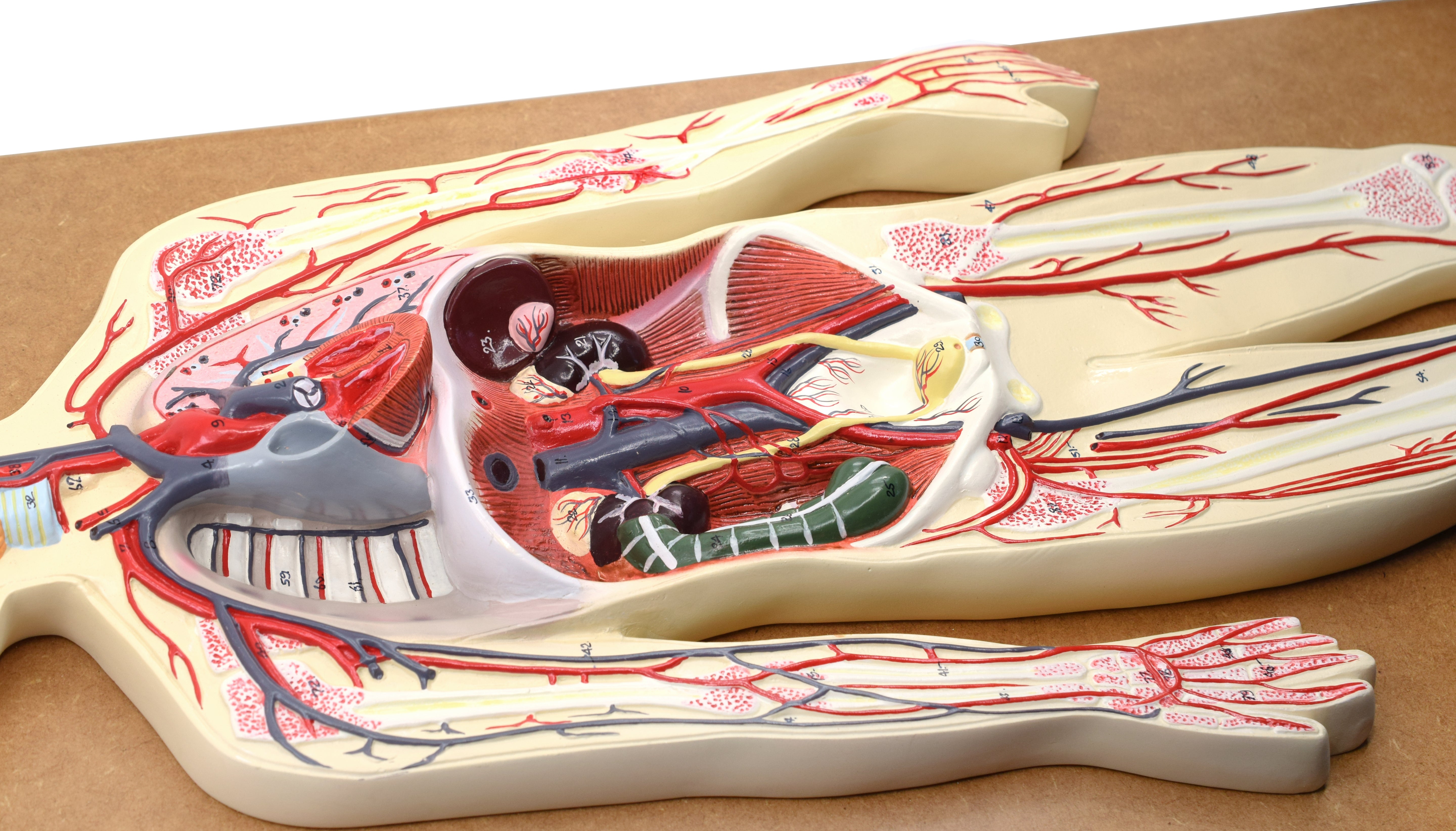 Human Circulatory System Model, Half Natural Size, on 32 x 12" Base