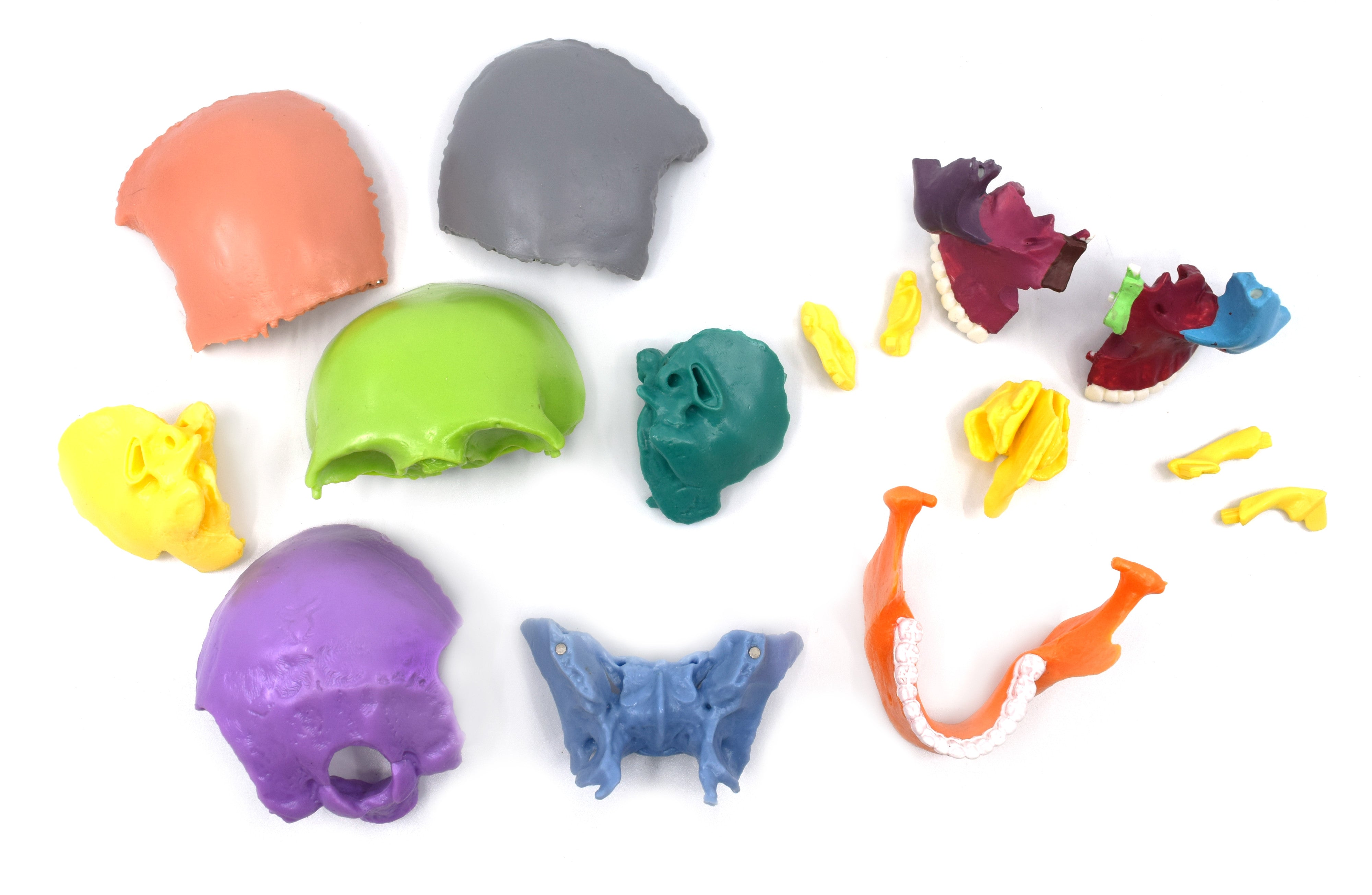 Didactic Miniature Skull Model, Painted Multi-Color, 15-Piece, 1/2 Natural Size