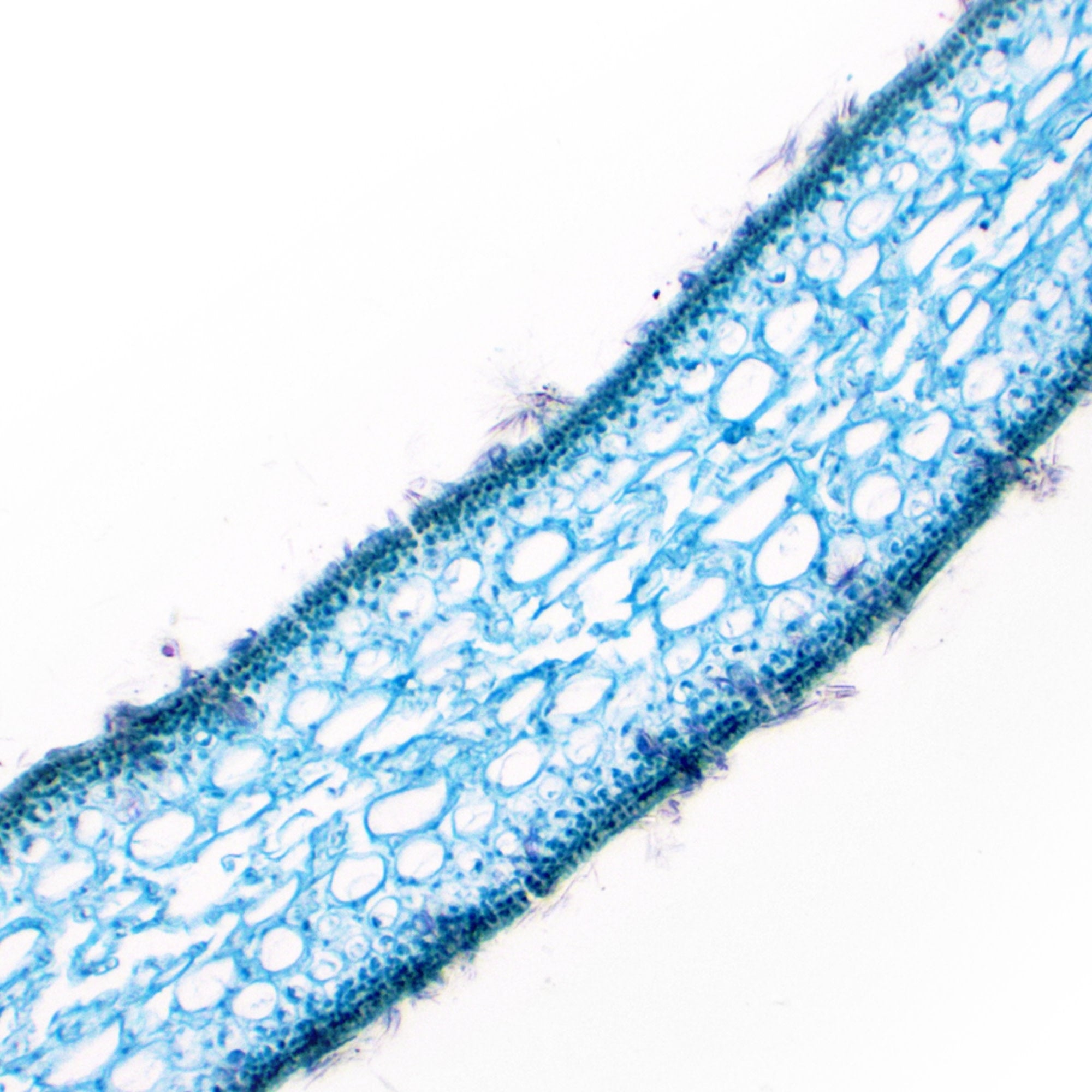 Ulva (Sea Lettuce) Thallus Section Prepared Microscope Slide