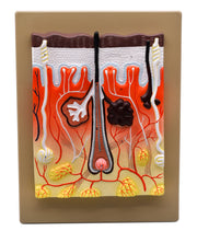 Human Skin Model, 300X Enlarged, Hand-Painted, 13 x 10"