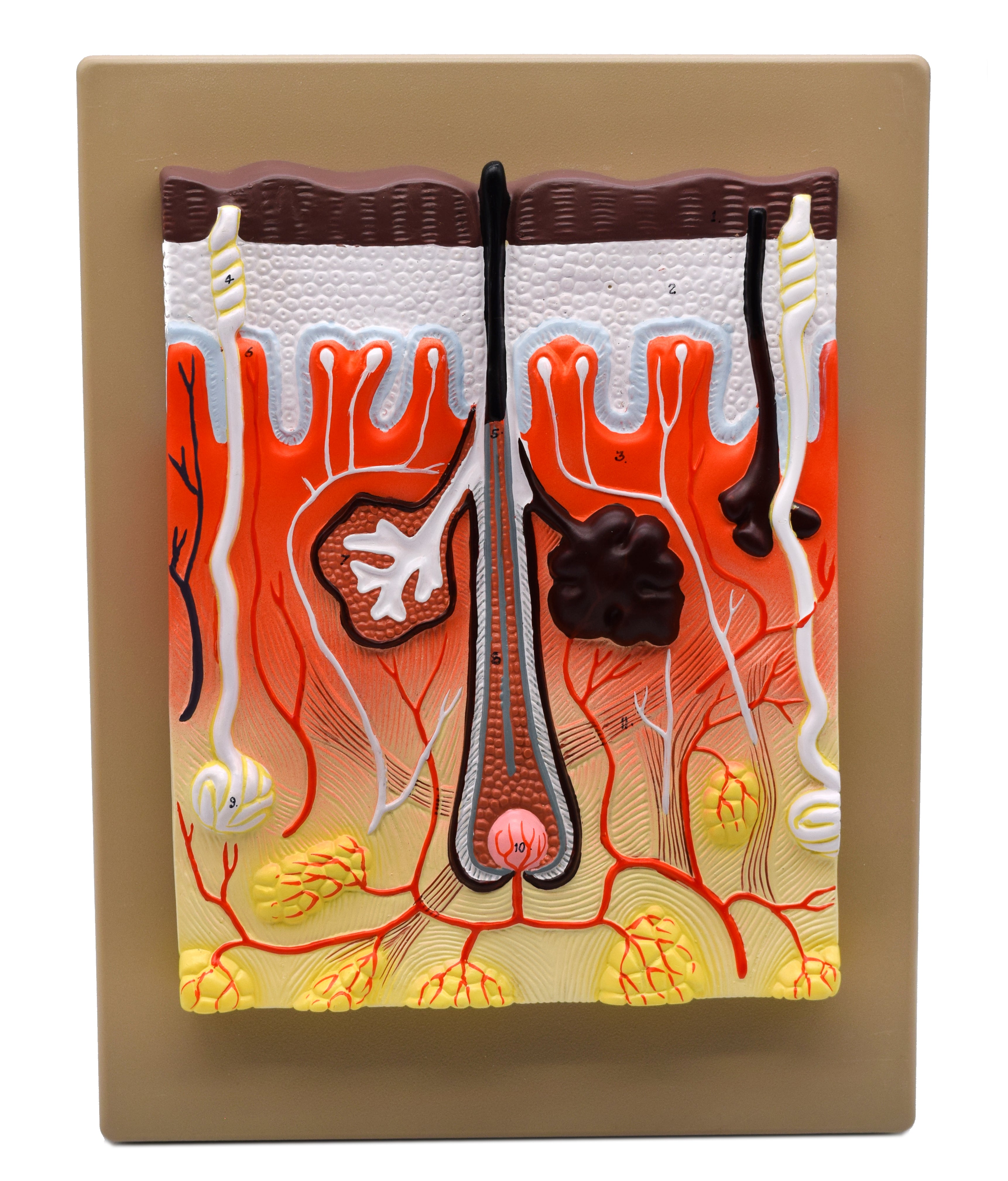 Human Skin Model, 300X Enlarged, Hand-Painted, 13 x 10"