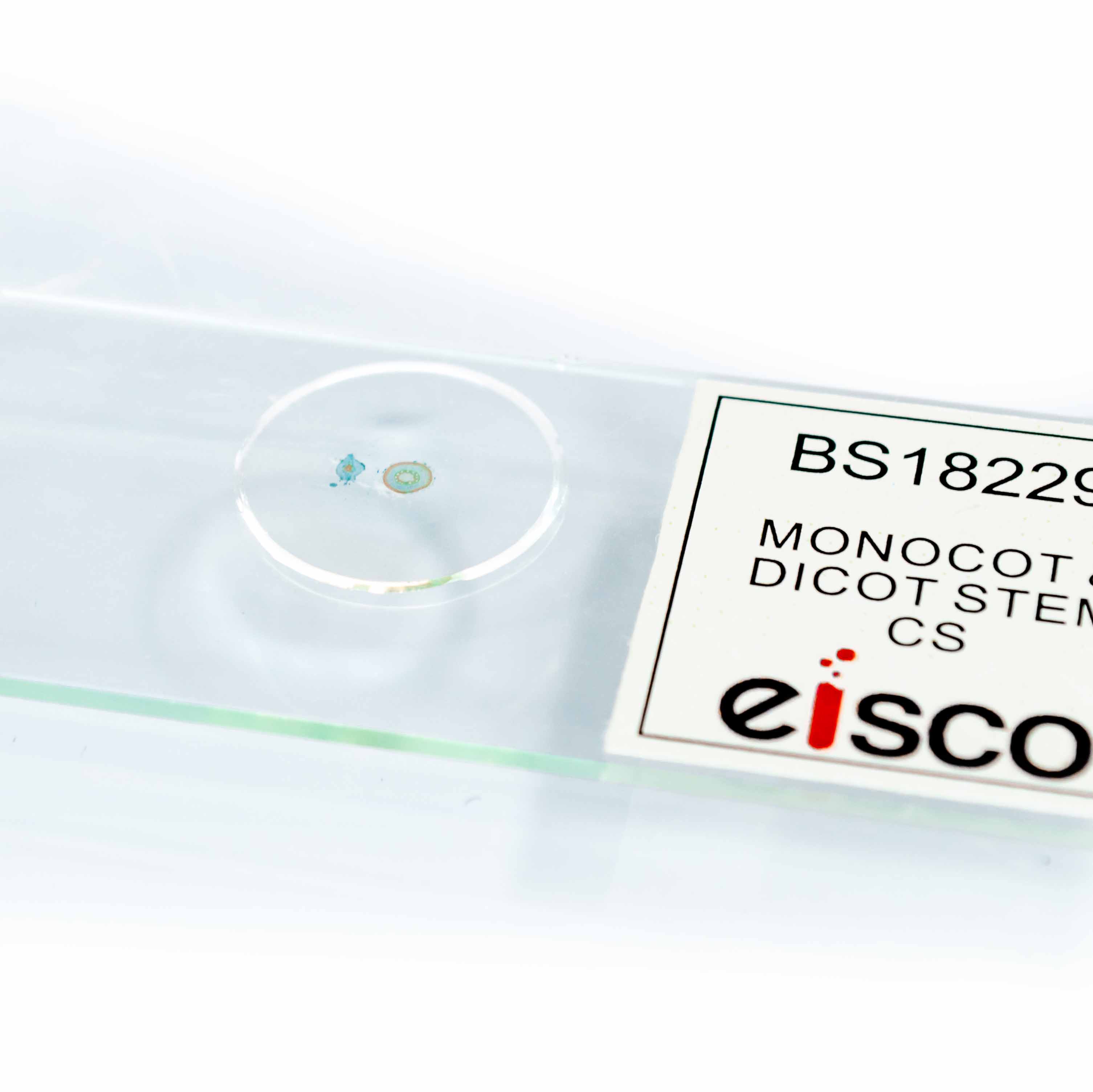 Monocot and Dicot Root Comparison Prepared Microscope Slide