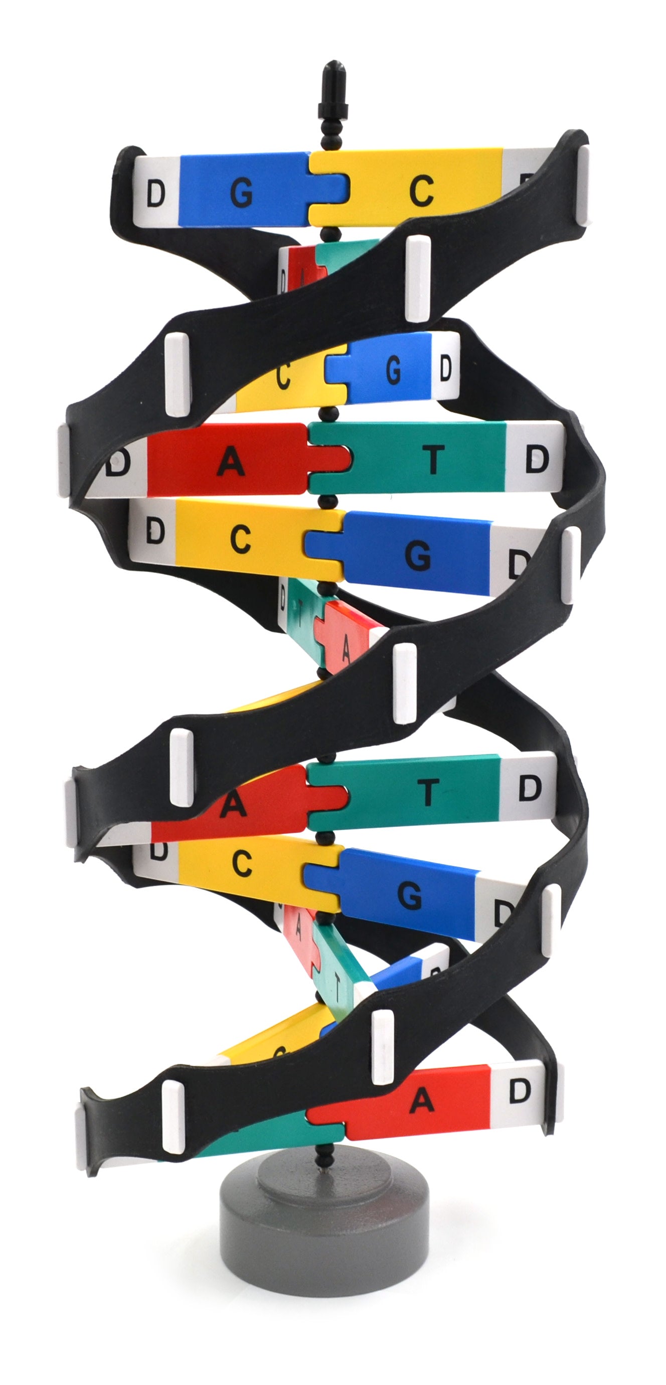 DNA Double Helix Rotating Molecular Model with Stand, 18 inch