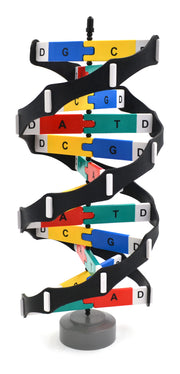 DNA Double Helix Rotating Molecular Model with Stand, 18 inch
