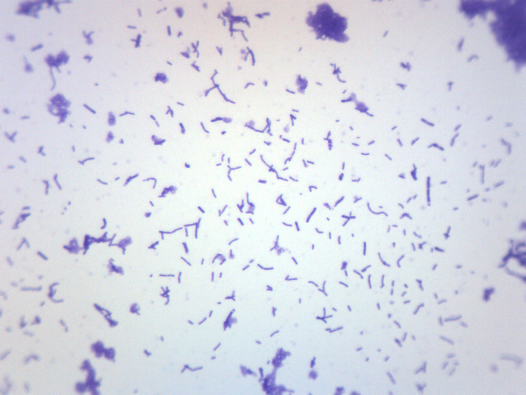 Coccus Smear Gram Positive Prepared Microscope Slide