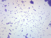Coccus Smear Gram Positive Prepared Microscope Slide