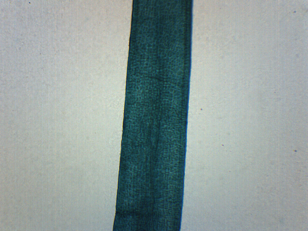 Ulva Thallus (Sea Lettuce) Wholemount Prepared Microscope Slide