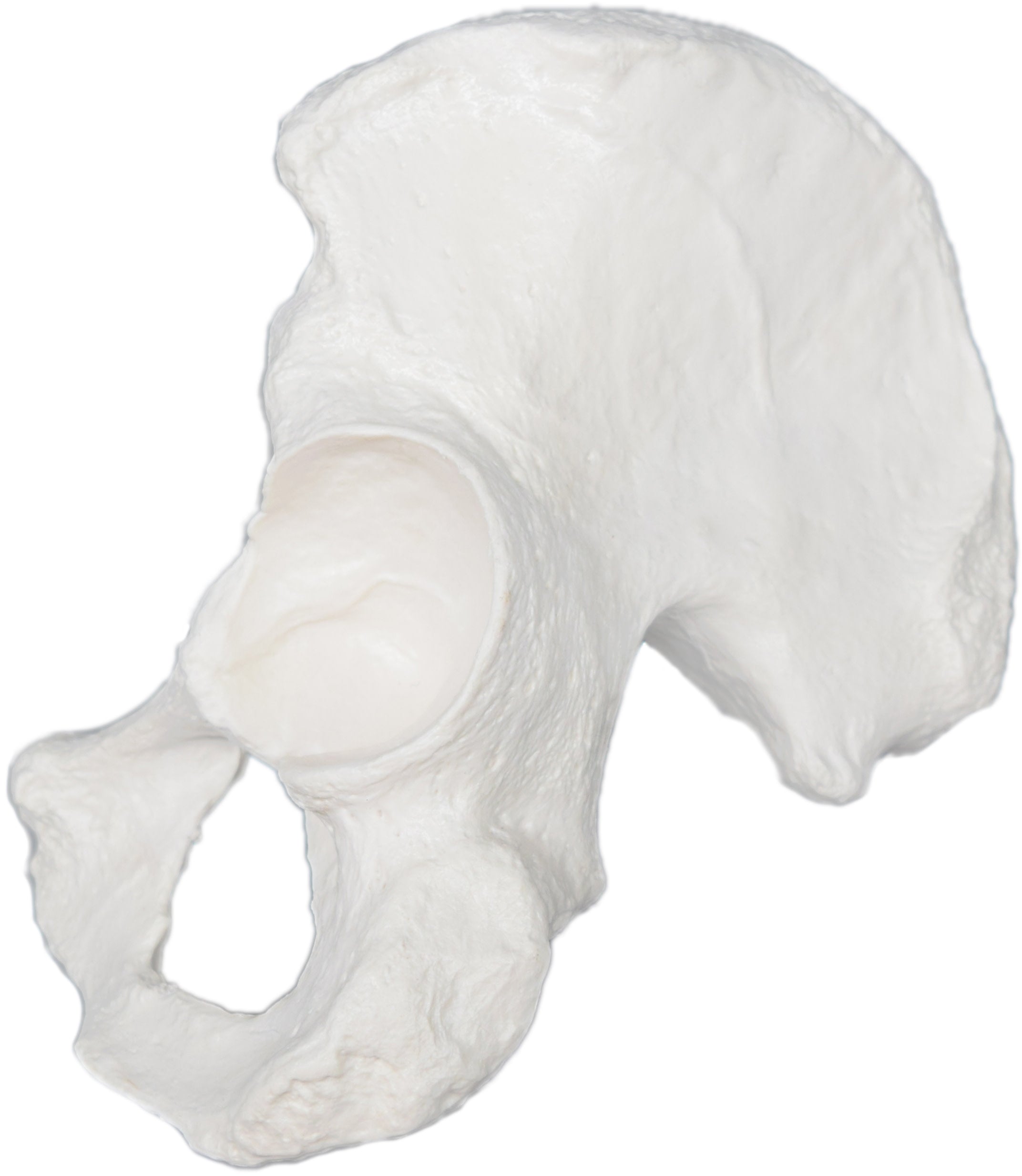 Right Hip (Coxal) Bone Model
