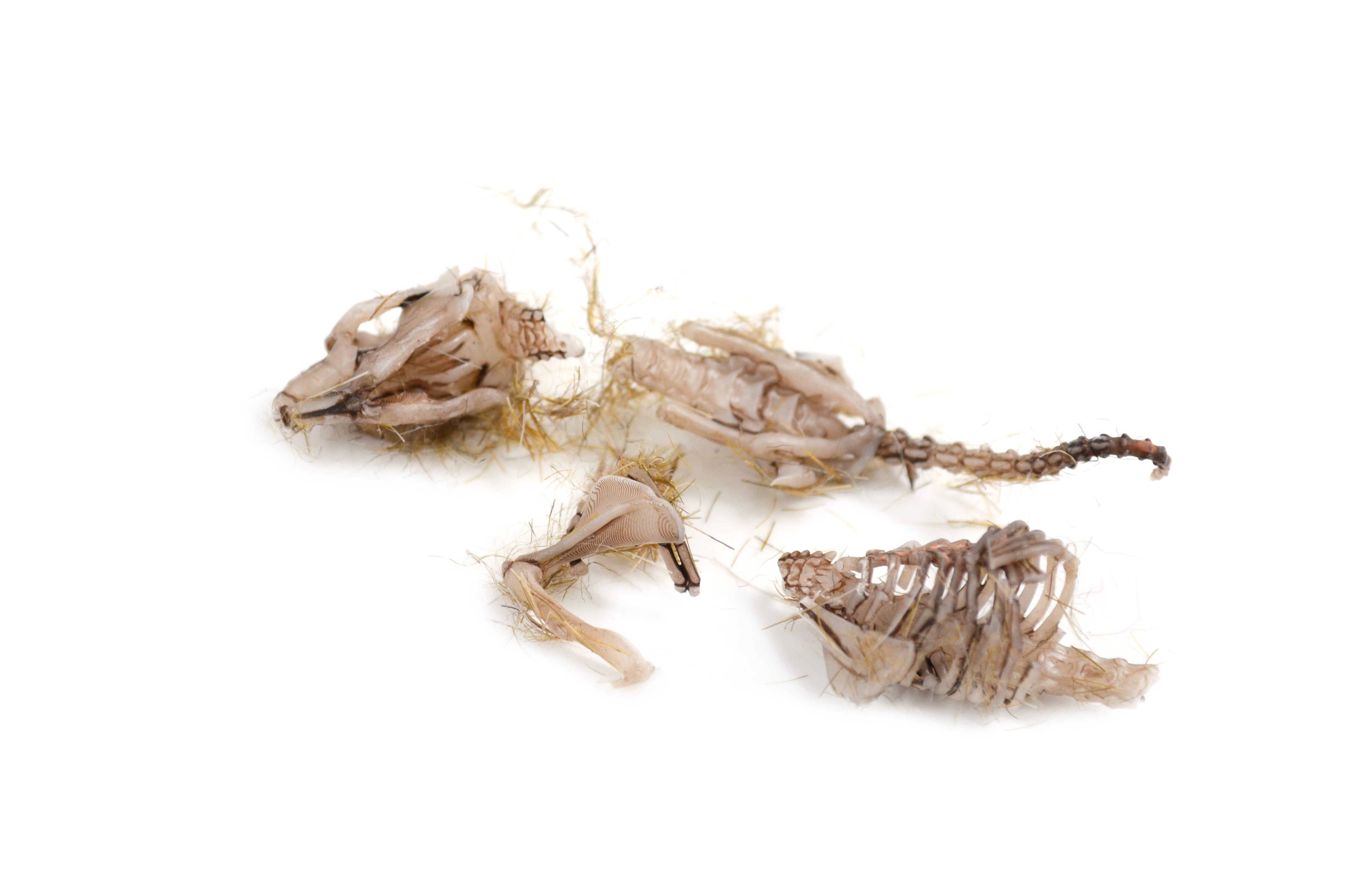 Simulated Owl Pellet with Vole, 3 x 1.25 inch